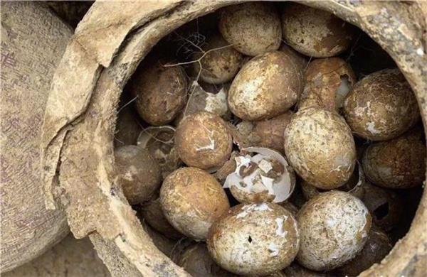 溧阳挖出了整整一坛2500年前的鸡蛋