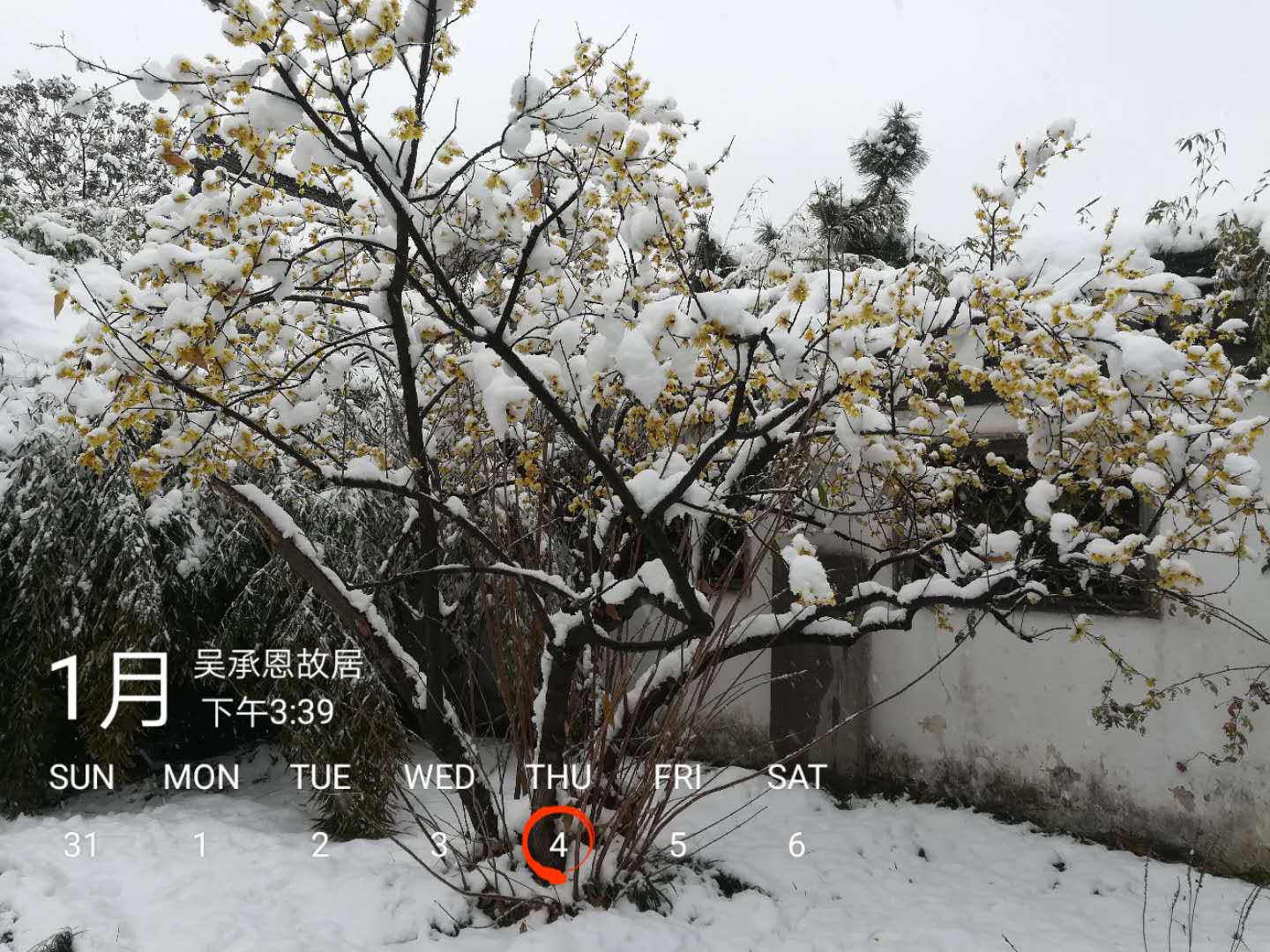 梅须逊雪三分白 雪却输梅一段香 - 吴承恩故居雪天赏梅
