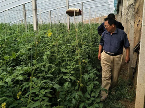 助推农民脱贫致富的领路人 - 记著名大棚蔬菜植保农艺师韩明秀