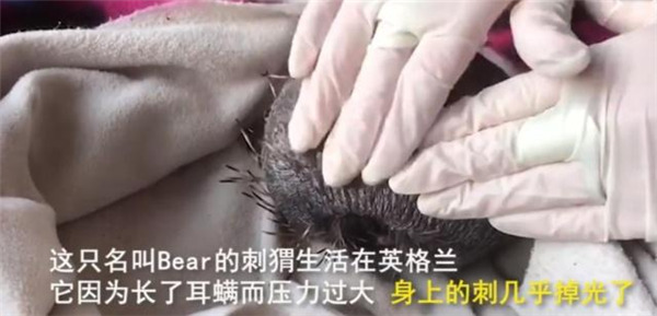 刺猬压力大致“秃顶”