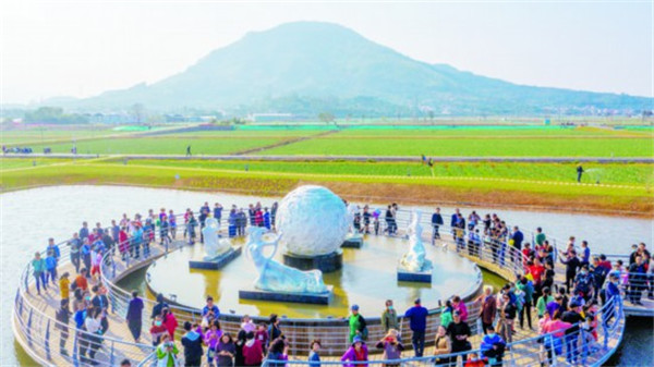 漳州水仙花海成新晋“网红” 日均游客量超6万人