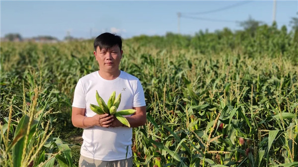 淮安复兴镇：打造特色玉米品牌，助力农民创收