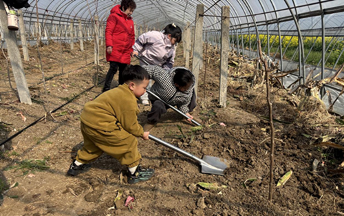湖熟三界火龙果基地成功举办亲子植树与草莓采摘活动